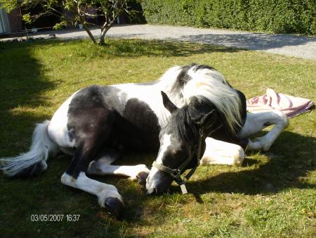 castration de black