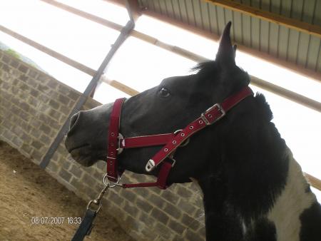 black chez pascal